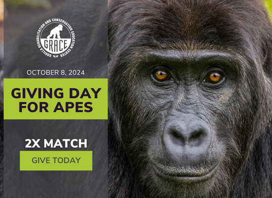 🌍 Celebrate World Gorilla Day with GRACE! 🌍

In honor of #WorldGorillaDay, we’re thrilled to announce that all donations to GRACE will be matched 2X by our generous friends at Wildlife Protection Solutions! 🎉

givingdayforapes.org/organization/G…