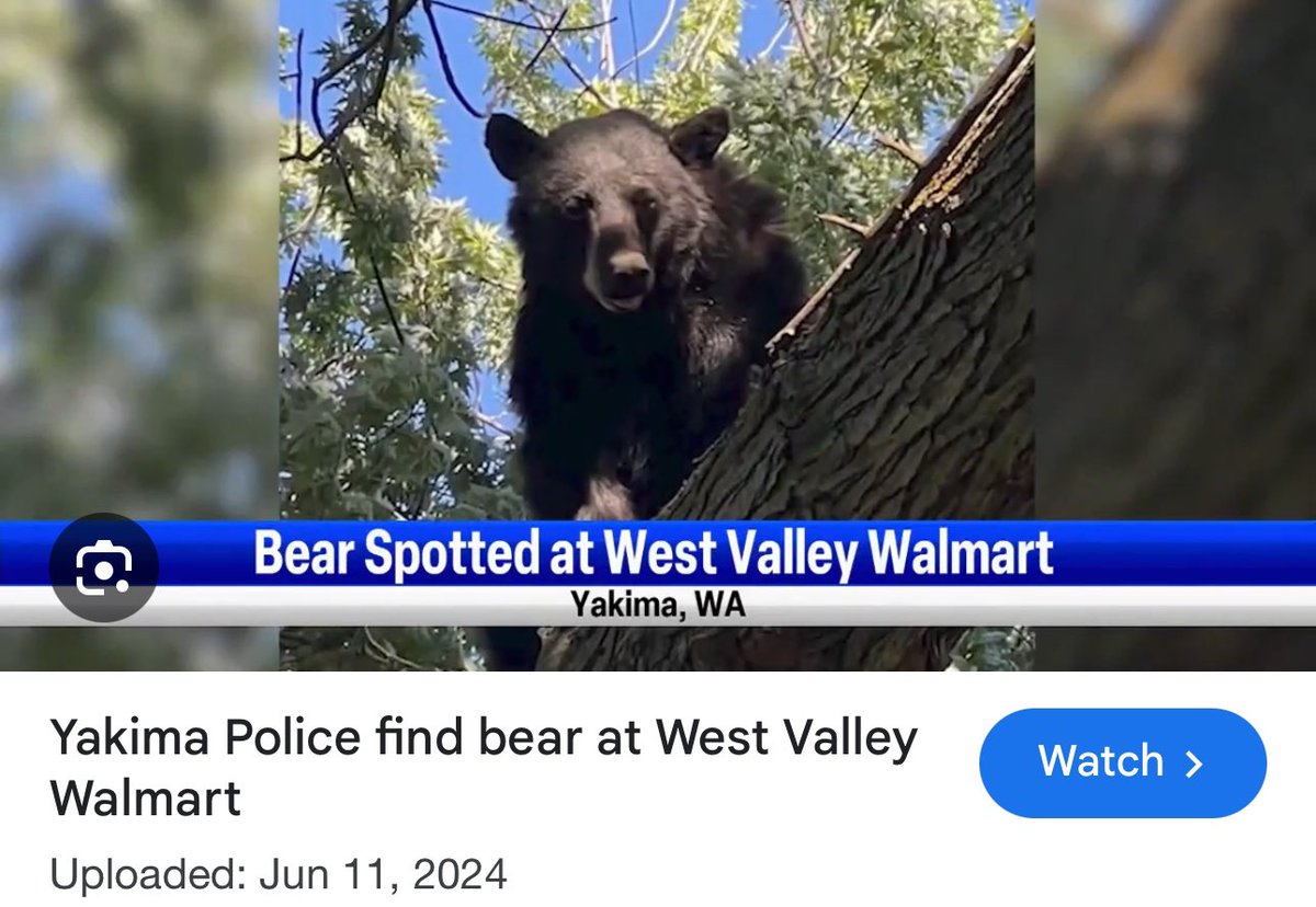 cherrydude's tweet photo. #Top4Theme #Top4Bears -tag @obligatraveler @intheolivegrov1 @OdetteDunn @pipeaway_travel  
I didn’t have 4 bear images. This summer we surprisingly had bear come down creek in our neighborhood. I frequent these trails w/grandson but didnt see bear &amp; we were out there that day! https://t.co/knfhzuZHcy