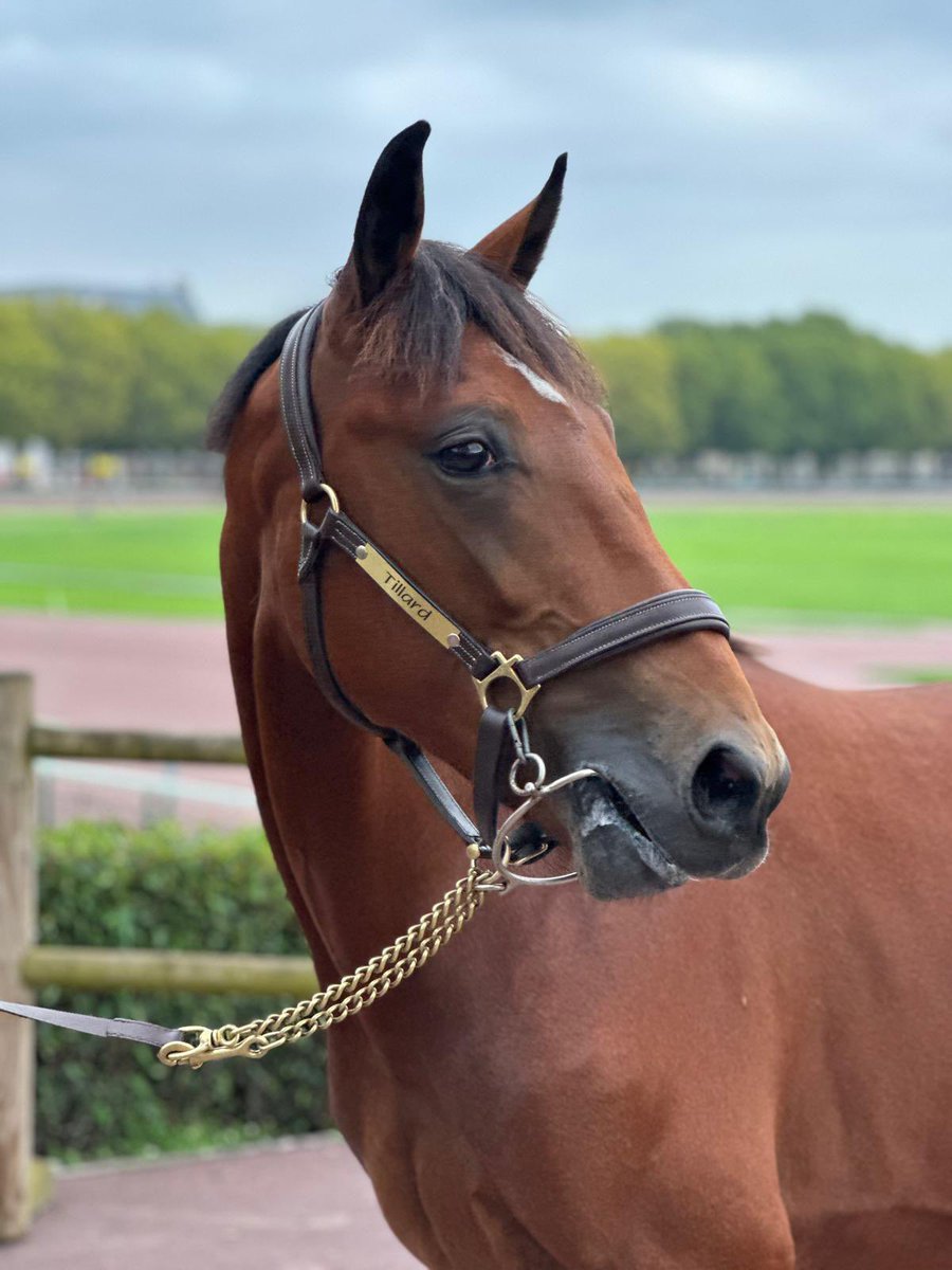 ProvinceCourses's tweet image. 𝐍𝐎𝐁𝐄𝐋 𝐃𝐄 𝐓𝐈𝐋𝐋𝐀𝐑𝐃
(UNICLOVE &amp;amp; VERTU DE TILLARD par NAHAR DE BEVAL)

➡️Lot 450
🔨Adjugé 46 000€ à @TrottingBlstock 
🎩Présenté par l’Elevage de Tillard