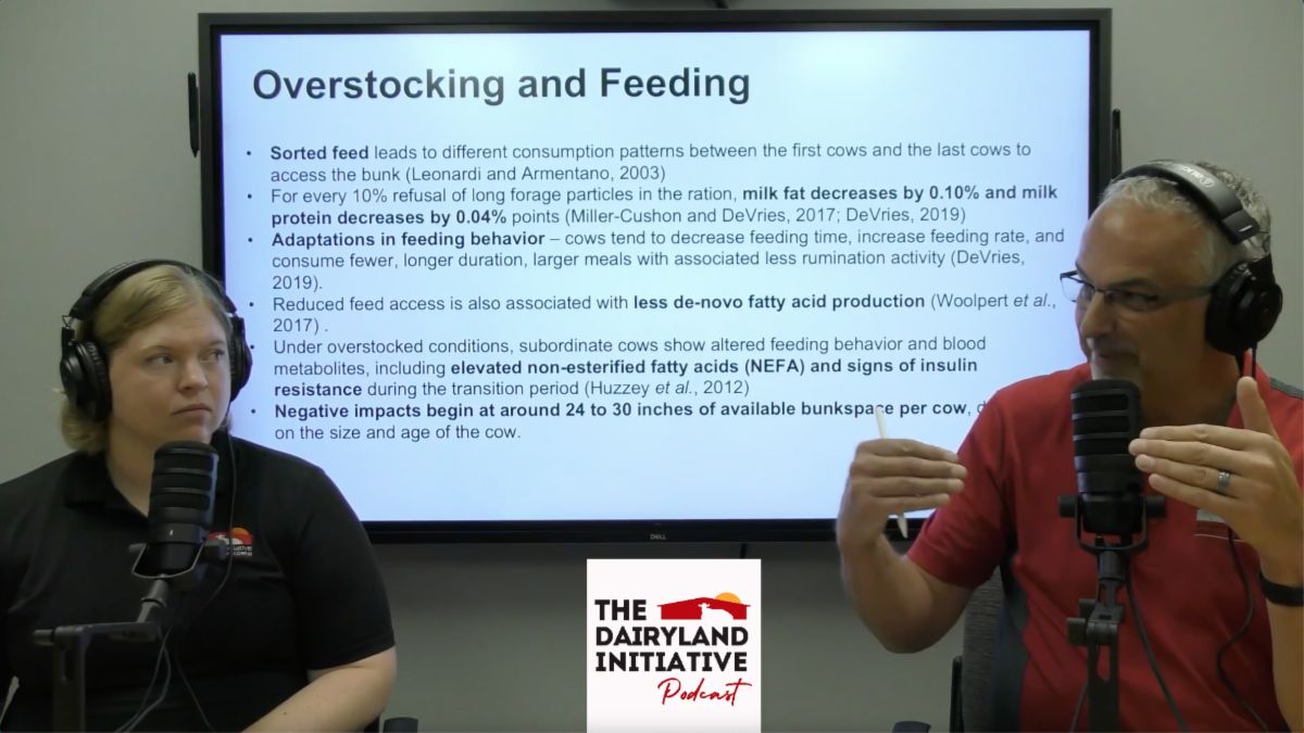 To overstock or not to overstock? That is the question! We discuss the negative impacts of overstocking on cow behavior, the economic impacts &amp; what  overstocking means for the industry in the latest episode of The Dairyland Initiative Podcast! linktr.ee/thedairylandin…