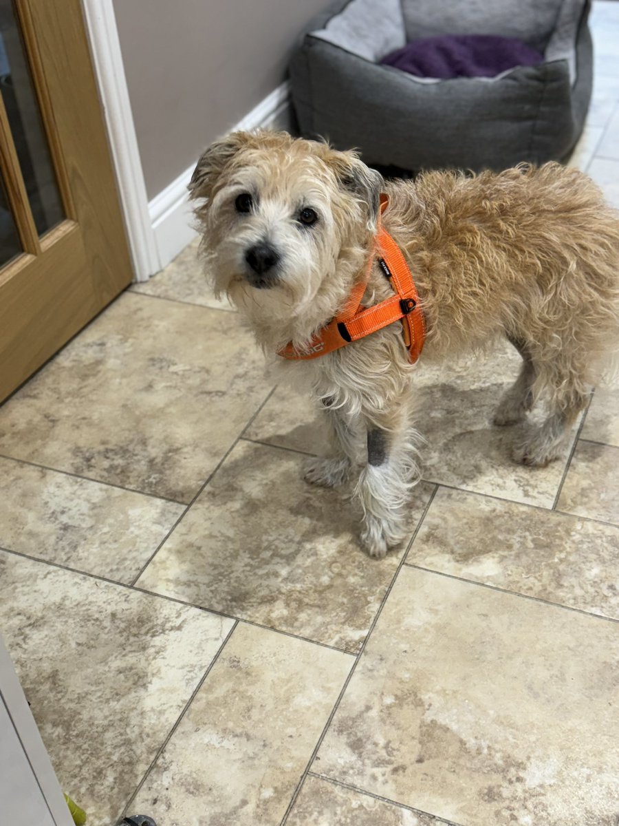 Well #OJ pals I’m now nearly 6 weeks after ma #ACL #operation and I’ve had a couple of set backs but I remain very chipper and try to comply with all the restrictions and the odd fur cuts ..but I’ve more surgery in a few weeks 😔