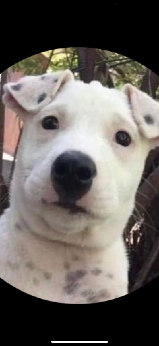 Raul Esteban tweet media