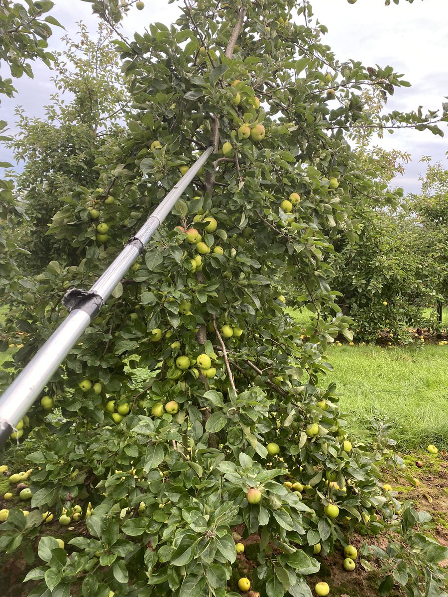 That time off again staking the apples