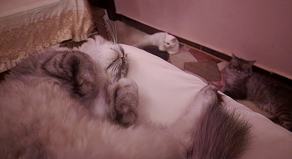 Feeling beloved by cats 🥺❤️