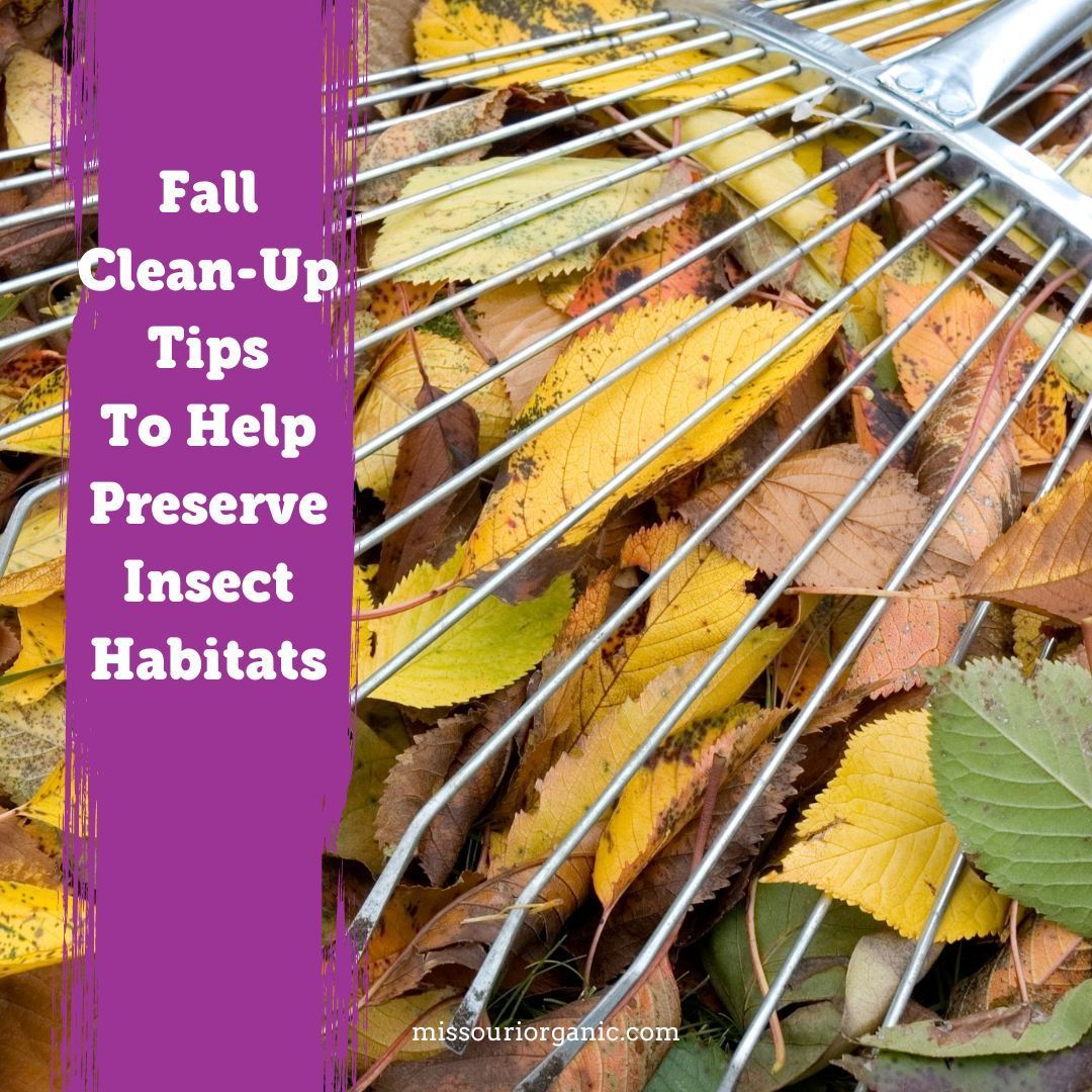 Here are a few tips to help preserve insect habitats:
 -Postpone pulling up your summer annuals and mums until spring. 
-If you can mulch mow the leaves they’ll be less likely to compress 
-Apply #mulch under trees and in beds 
-Consider leaving a small brush pile
