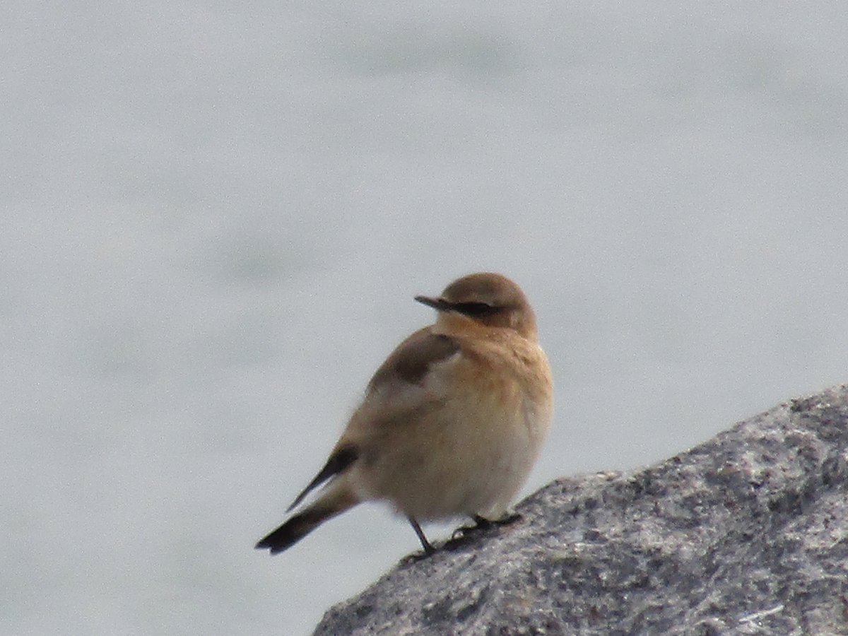 Daniela Maria Gargiulo (@danielagallery) on Twitter photo Hello <a href="/SussexBirding/">Sussex Birding</a> <a href="/worthingbirding/">Worthing Birding and Wildlife</a> spotted 3 fluffy looking Wheatear (I think) while walking on Lancing beach towards Widewater this afternoon. Photos taken from great distance - heard loud chirping before I saw them! Hello <a href="/SussexBirding/">Sussex Birding</a> <a href="/worthingbirding/">Worthing Birding and Wildlife</a> spotted 3 fluffy looking Wheatear (I think) while walking on Lancing beach towards Widewater this afternoon. Photos taken from great distance - heard loud chirping before I saw them!