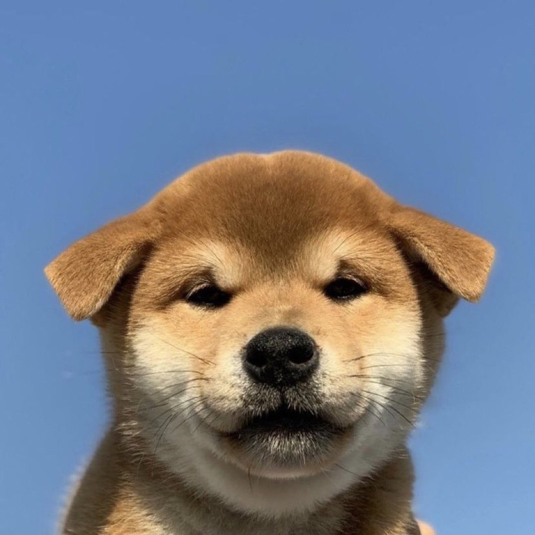 ੈ✩‧₊˚༺☆༻*ੈ✩‧₊˚

              🅱🆁🅾️

$RBT $ZAZU $MOYA #PINKGUY $FIW $WIF