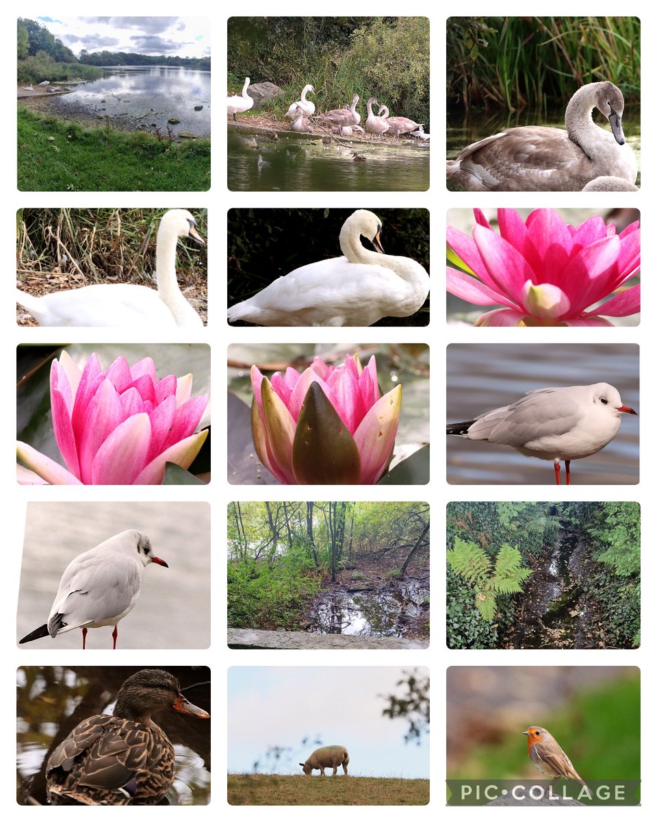 joemcneillphoto's tweet photo. An idylic walk around the tranquil Donaghguy Reservoir.
#donaghguyresevoir #reservoir #dam #lake #lillies #thewaterworks #idylic #tranquil #river #autumn #muteswan #mallardduck #gulls #robin #sheep https://t.co/go3CzzCjoU