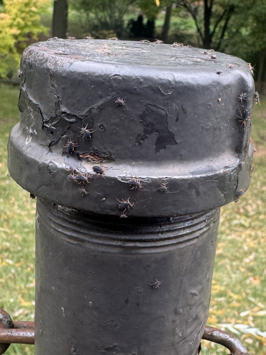 Found some interesting aphids on campus today! At first I thought they were specks but then I noticed some with wings 👀