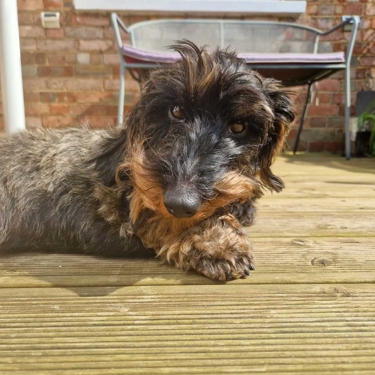 LOL - Return of the #Sausages should of gone to #Specsavers 
Huh says Wilf #sausagedog return of what????