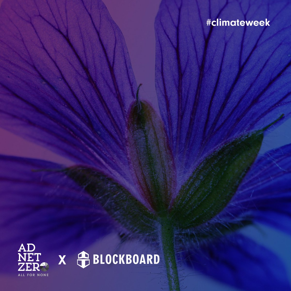 Blockboardco's tweet image. Happy Climate Week! 🌎 We’re excited to join forces with Ad Net Zero! Together, we’re working to eliminate CO2 emissions by cleaning up the programmatic ecosystem—from how we measure success to what we consider best practices.
🔗 lnkd.in/d4bAEuFP 
#adnetzero