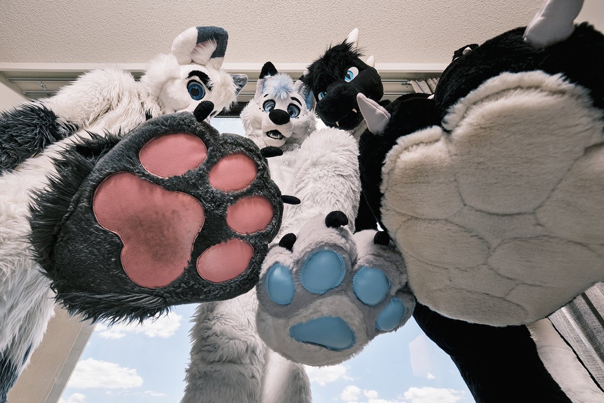DragonRaketh's tweet image. Just doing our part for #Steptember! 🐾

📸 @BrandyTheWuff 
🦊 @SnowieVixenFox 
🦊 @Artythefoxx 
#fursuit #furry