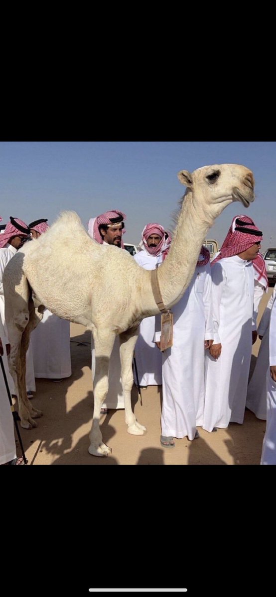 أبو  حـرابه قدّم اليوم لـطاس 
والأول من الحين لـ أبو حرابه 

جاب ادلخٍ مدهوش زينه على ساس
باللون كنك غارفه من سحابه 

متفردٍ بالعظم والجنب والراس 
والاسم زاده غير زوده مهابه

#لطاس
#ابو_حرابه_المرشدي 
#جادة_الأبل_بالطائف