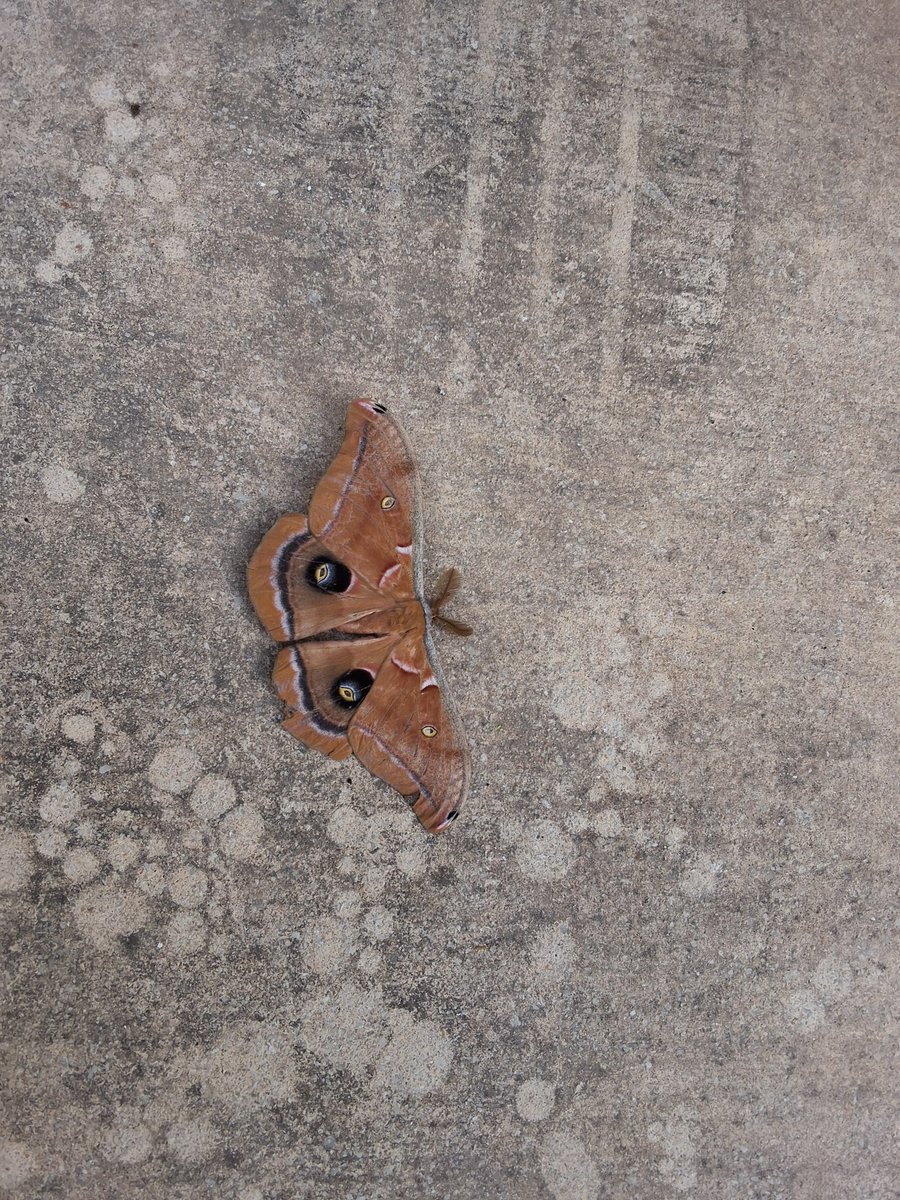 therealmaleigha's tweet image. Look what my baby sister and my mom found🤯
@crazy4chapstick
#umwhat #lookwhatwefound