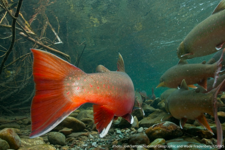 WildernessWatch's tweet image. Threatened bull trout have specific habitat requirements that are called the Four Cs—cold, clean, complex, and connected habitats.

Nothing protects bull trout habitat better than Wilderness. #KeepItWild #StopExtinction