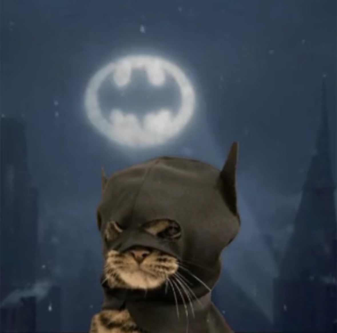 Pusswayne's tweet photo. The time is now!! $Wayne is sending to #Rayduim https://t.co/lhkgtJzqi3