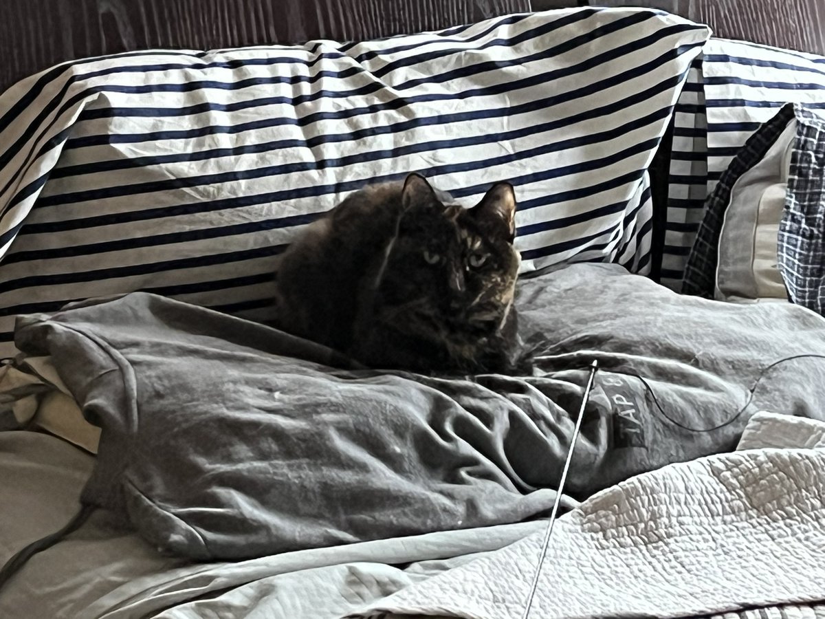 BitchestheCat's tweet photo. #currentcatus floof just woke up πΉ https://t.co/uev8tSIgeV