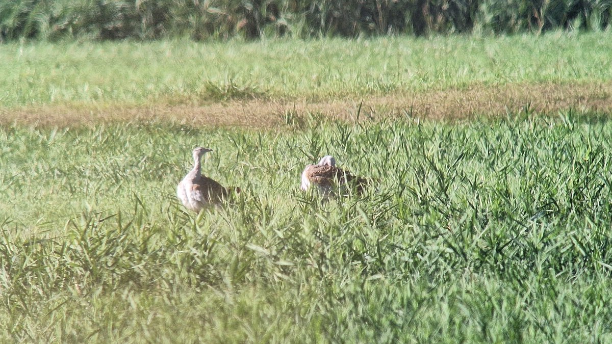Wir waren mit einem Poster über unser Projekt "Alles auf Durchzug" mit der SRK bei der Tagung der <a href="/DOrnitholGes/">DO-G</a> in #Wien vertreten.
Austausch außerhalb der Fachvorträge und eine Exkursion gehören zur Fachkonferenz dazu.😀

#Ornithologie #Vögel