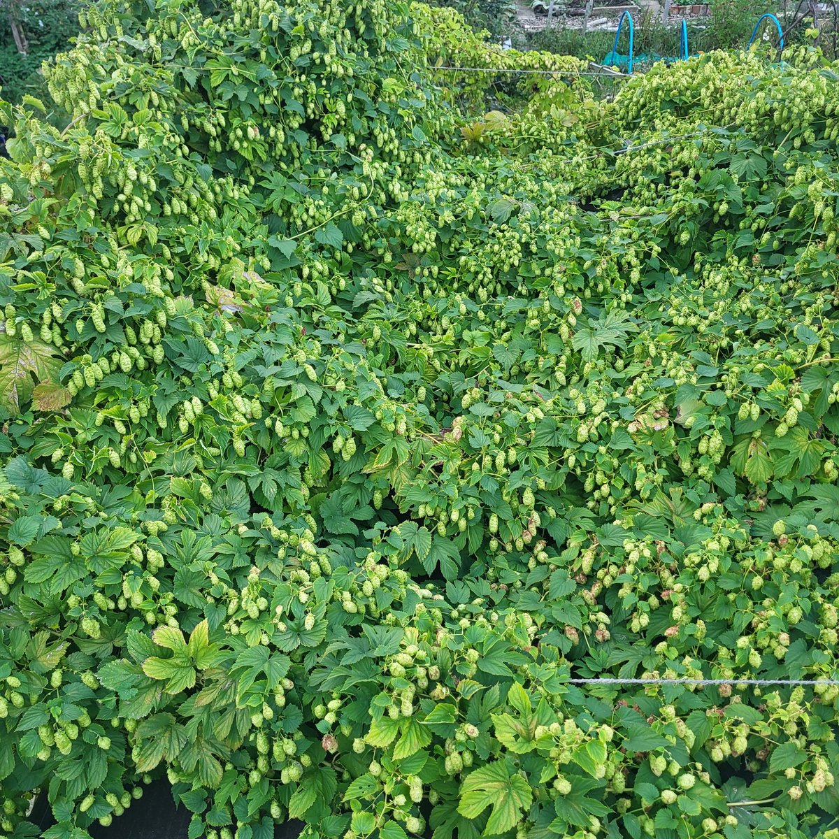 Dr Alex Rock (@dralexrock) on Twitter photo Breweries of Derby! I grow my own hops, and I have two bines each of Cascade, Calais Golding, Magnum and Nugget to be put to good use. All I ask is collection (DE22 3PU) & a couple of pints of the result. Anyone? <a href="/DerbyBrewingCo/">Derby Brewing</a> <a href="/dancingduckbeer/">Dancing Duck Brewery</a> <a href="/PentrichBrewing/">Pentrich Brewing Co</a> <a href="/BrunswickBrewCo/">Brunswick Brewing Co</a> Breweries of Derby! I grow my own hops, and I have two bines each of Cascade, Calais Golding, Magnum and Nugget to be put to good use. All I ask is collection (DE22 3PU) & a couple of pints of the result. Anyone? <a href="/DerbyBrewingCo/">Derby Brewing</a> <a href="/dancingduckbeer/">Dancing Duck Brewery</a> <a href="/PentrichBrewing/">Pentrich Brewing Co</a> <a href="/BrunswickBrewCo/">Brunswick Brewing Co</a>