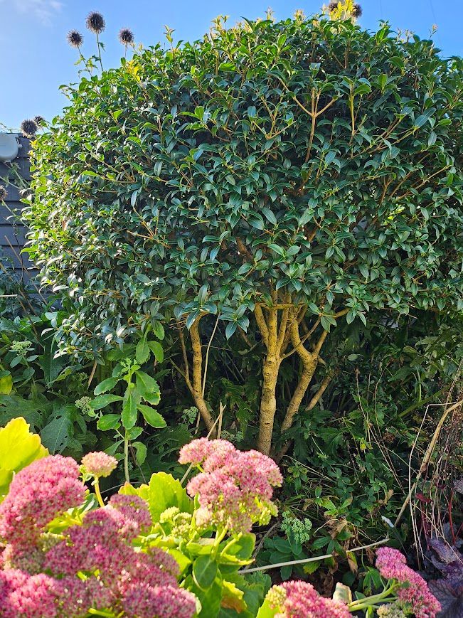 Vialii's tweet image. Our latest blog tells you all about raising the canopies of shrubs in your garden, how to do it, what plants and much more...

buff.ly/3ZgAWKthttps:/… 

#GardenMaintenance
#ShrubPruning