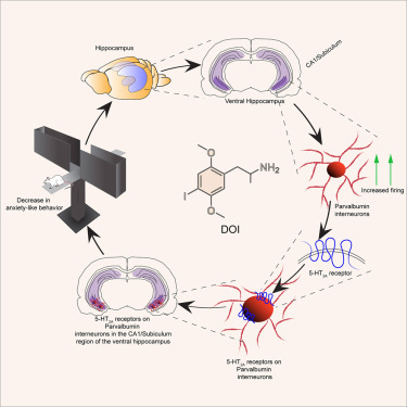 Really glad to have this work identifying the key role of PV-neurons in the ventral hippocampus in gating the anxiolytic actions of the serotonergic psychedelic, DOI, out in <a href="/NeuroCellPress/">Neuron</a> <a href="/TIFRScience/">Tata Institute of Fundamental Research</a>  sciencedirect.com/science/articl…