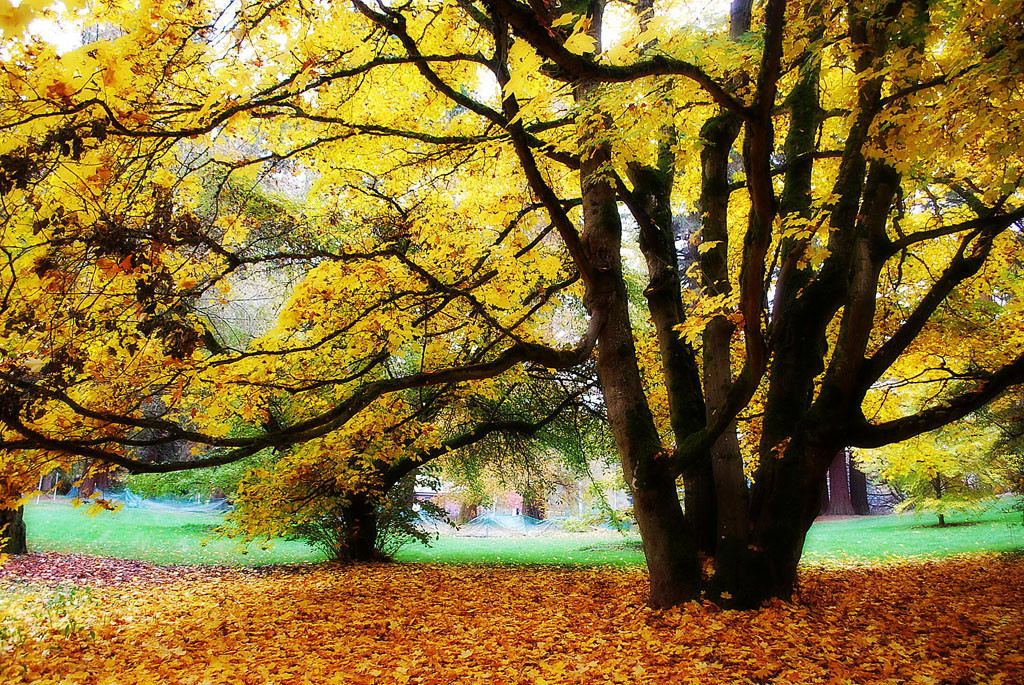 Happy Fall Equinox! From the Garden Hotline!