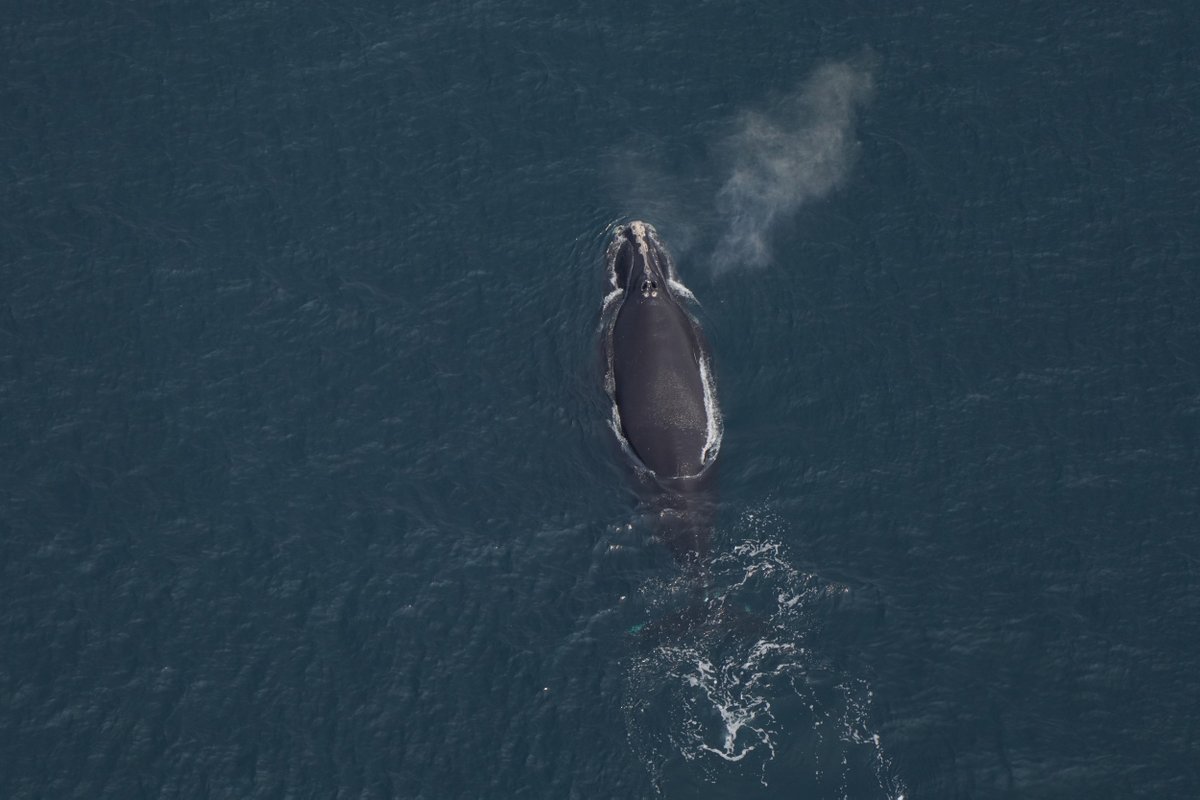 During a series of flights in July and August, the aerial survey team from our #AndersonCabotCenter for Ocean Life spotted 82 North Atlantic right whales (nearly 25% of the population) in an unusual area 40-70 miles south of Long Island, NY. 

More: bit.ly/3zmqMgW