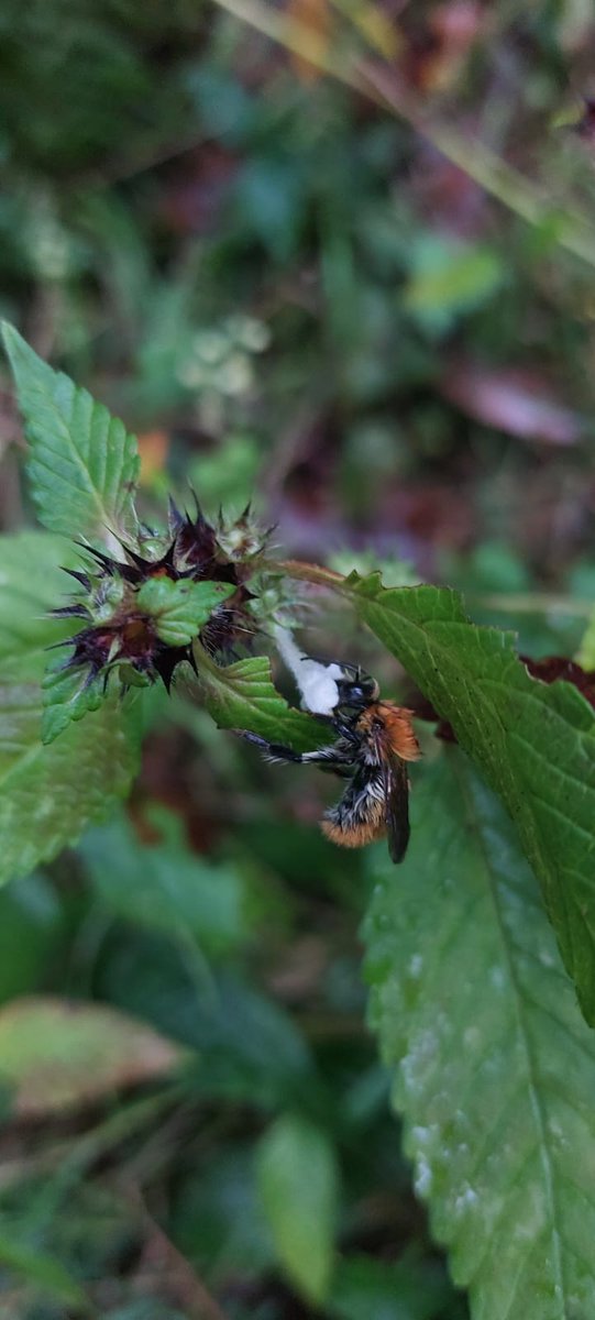 Réseau Biodiversité pour les Abeilles (RBA) tweet media