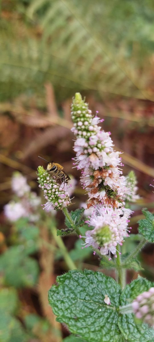 Réseau Biodiversité pour les Abeilles (RBA) tweet media
