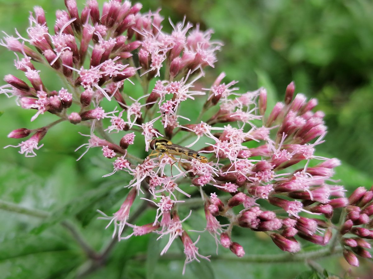 Réseau Biodiversité pour les Abeilles (RBA) tweet media