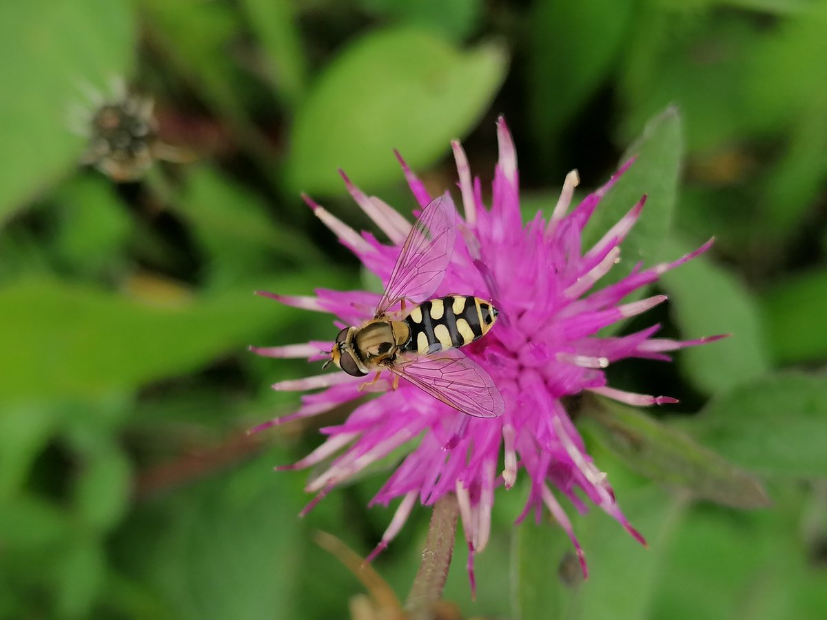 Réseau Biodiversité pour les Abeilles (RBA) tweet media