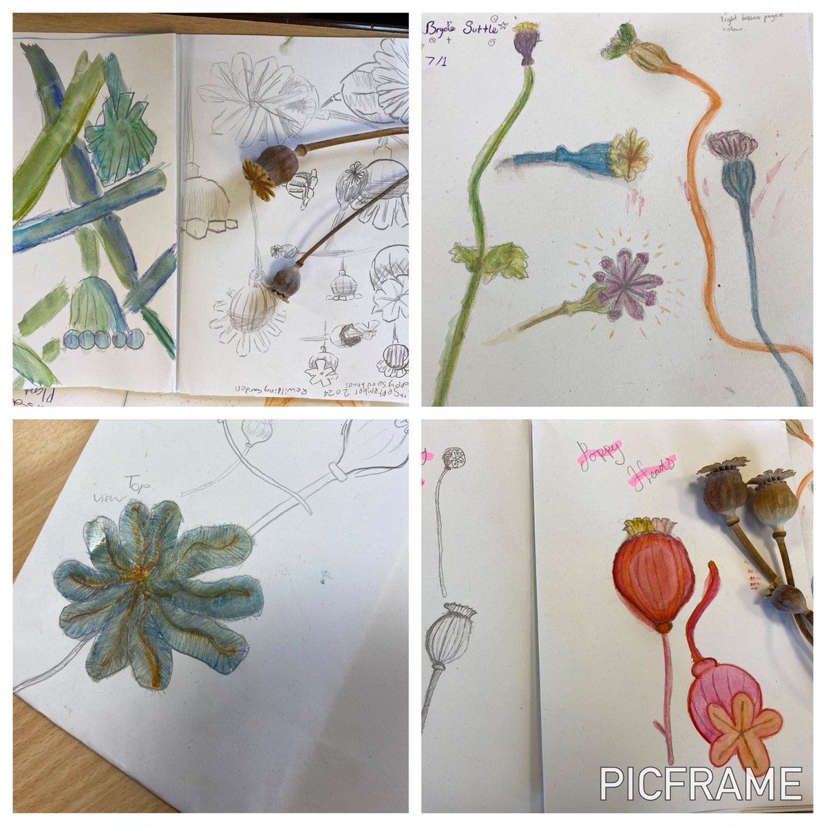 Art & Design Rastrick (@artrastrick) on Twitter photo 🌿’Art Matters’ enrichment club, years 7 & 8 taking inspiration from poppy heads from the school rewilding garden <a href="/RastrickHigh/">Rastrick High School</a> <a href="/DTRastrick/">D&T Rastrick</a> #enrichment #nature #draw #rewilding🌿 🌿’Art Matters’ enrichment club, years 7 & 8 taking inspiration from poppy heads from the school rewilding garden <a href="/RastrickHigh/">Rastrick High School</a> <a href="/DTRastrick/">D&T Rastrick</a> #enrichment #nature #draw #rewilding🌿