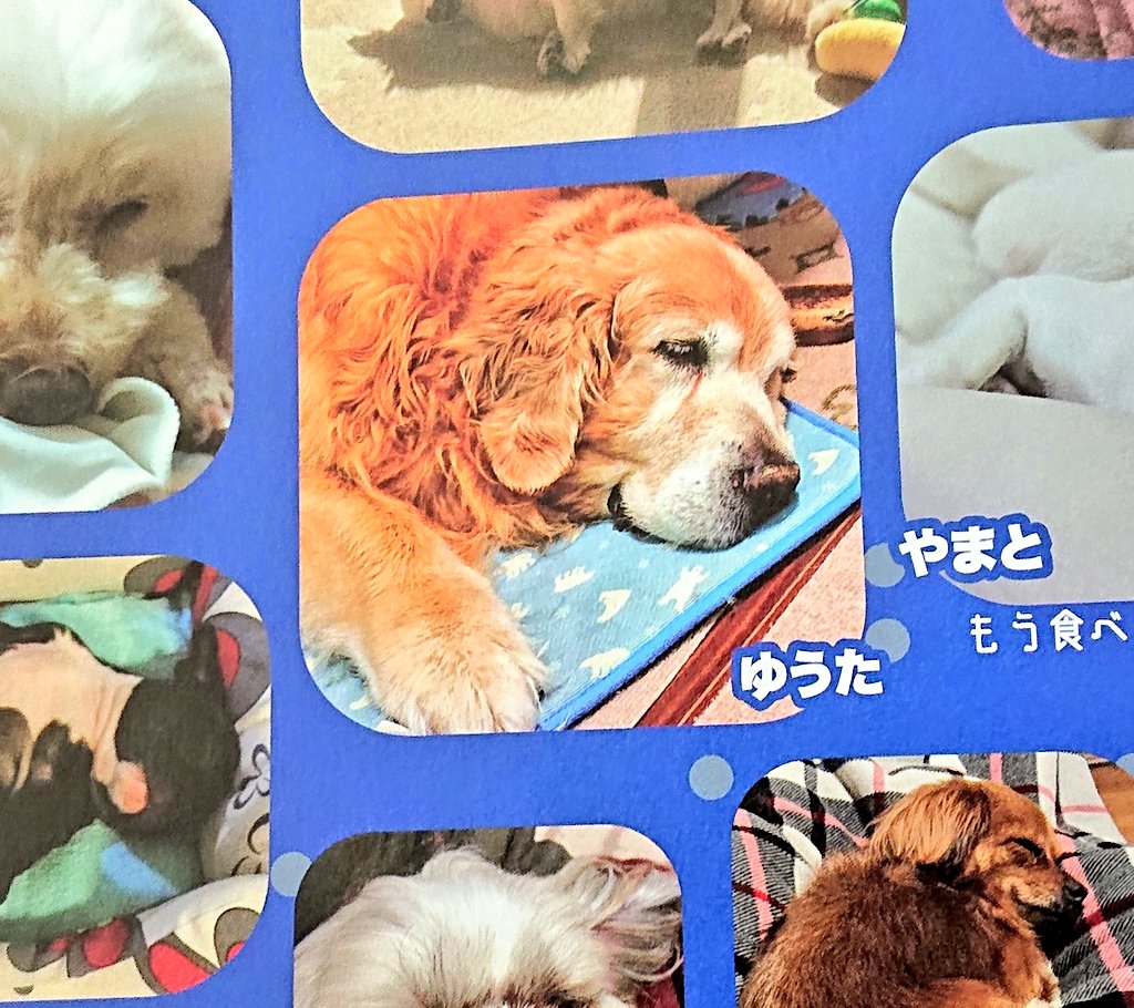 JIN90681681's tweet photo. ゆうた🐕️が亡くなって３日後に『月刊わんこ』が届きました。
ゆうたが載ってます。。。
記念になりました。
『月刊わんこ』の皆様、ゆうたを載せてくださり本当にありがとうございました🙇
ゆうた🦮のこと、ゆうたの寝顔、たくさんの人に見てもらえますように😌🍀
#ゴールデンレトリバー
#月刊わんこ https://t.co/t61jX61kMW
