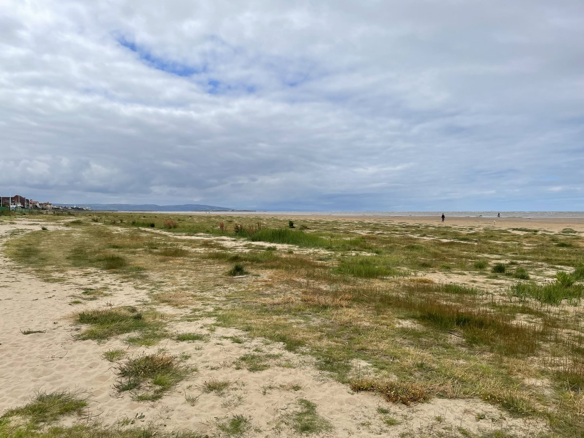 The foreshore is home to hundreds of species, including European Protected Species - now in the process of being bulldozed. The reason? To appease a small number of exceptionally wealthy and entitled residents.