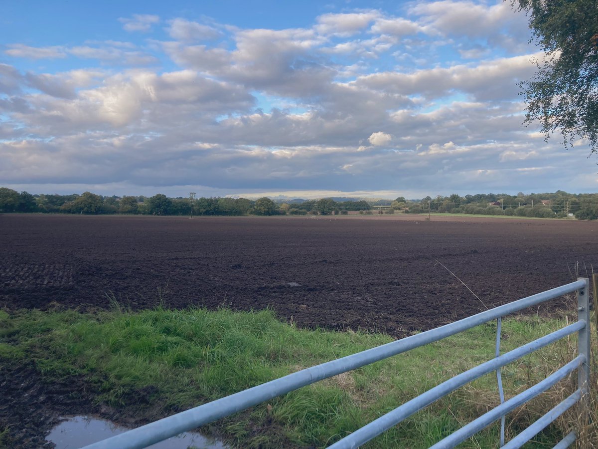 Feeling extremely lucky to have snatched this field of oats for <a href="/organicarable/">Organic Arable</a> and <a href="/WhitesOats/">White's Oats</a> after missing the deluge yesterday - even so it’s ploughed up wet enough but feels like last chances already.  Hard to imagine we’ll be back in here before April! #organic