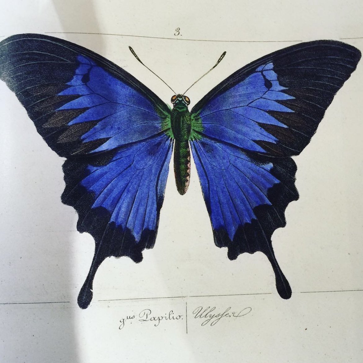 BrunaCappa20696's tweet photo. In un vecchio volume ho trovato un’illustrazione della Farfalla Ulisse, in grado di identificare elementi blu a trenta metri di distanza, e anche più, se si tratta di questo irripetibile blu delle sue ali. Che cosa portò Linneo a darle il nome dell’eroe che solcò il mare per dieci anni per tornare a Itaca? Forse proprio quel mare, che in dieci anni gli si impresse addosso, come le ali di questa ennesima dimostrazione che l’universo non è tenuto ad essere bello, eppure lo è. Ed è pieno di storie bellissime.
