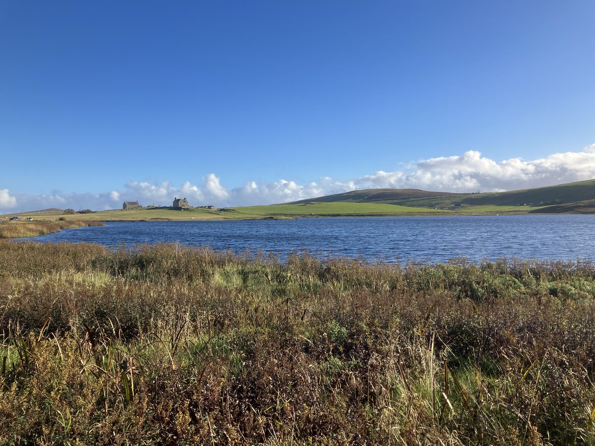 My first ever day on Shetland surpassed even my most optimistic expectations. Weather was glorious, &amp; with <a href="/OrioleBirding/">Oriole Birding</a> <a href="/GaryElts/">Gary Elton (Norfolk guided birding)</a> we saw Pallas’s Grasshopper, Lanceolated &amp; Barred Warblers, Corncrake, Red-breasted Flycatcher etc. Great finds <a href="/_danielowen/">Dan Owen</a> <a href="/DanBeadle5/">Dan Beadle</a> Jack Morris