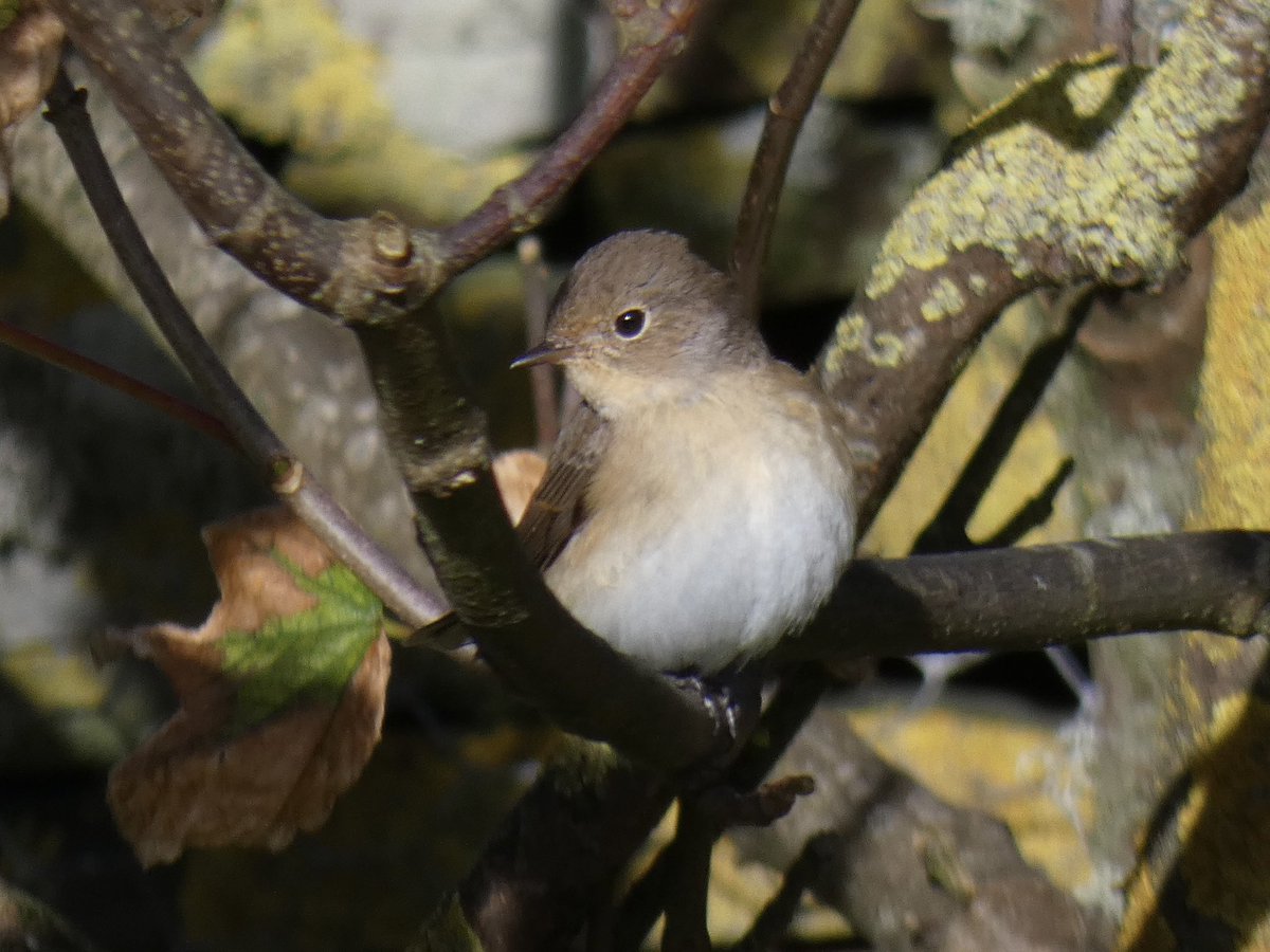 DavidWalsh22's tweet photo. My first ever day on Shetland surpassed even my most optimistic expectations. Weather was glorious, &amp; with @OrioleBirding @GaryElts we saw Pallas’s Grasshopper, Lanceolated &amp; Barred Warblers, Corncrake, Red-breasted Flycatcher etc. Great finds @_danielowen @DanBeadle5 Jack Morris https://t.co/yESu46F26m