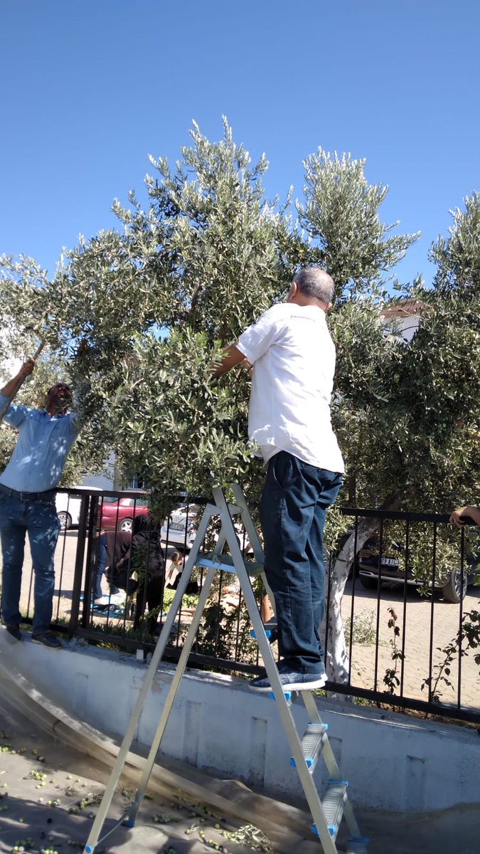 Bahçemizde bulunan Zeytin Ağaçlarımizin Hasadına başladık.Ogrencilerimizle Öğretmenlerimizle İlçe Milli Eğitim Mudurumuzle el birliği ile başladığımız hasadimizda elde edilen ürünler Okul Aile Birligimizce piyasa şartlarında değerlendirilip okuiumuz ihtiyaclarinda kullanılacaktir