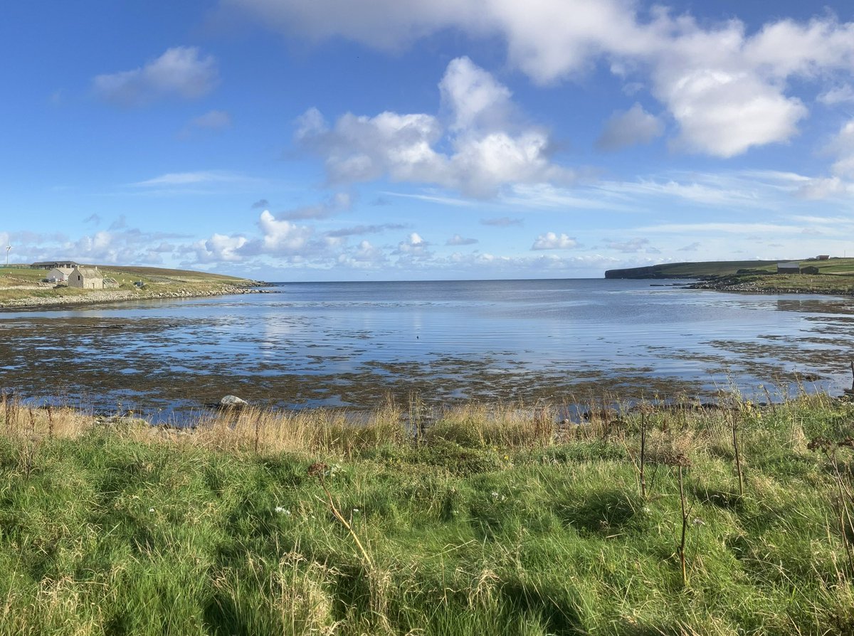 DavidWalsh22's tweet photo. My first ever day on Shetland surpassed even my most optimistic expectations. Weather was glorious, &amp; with @OrioleBirding @GaryElts we saw Pallas’s Grasshopper, Lanceolated &amp; Barred Warblers, Corncrake, Red-breasted Flycatcher etc. Great finds @_danielowen @DanBeadle5 Jack Morris https://t.co/yESu46F26m