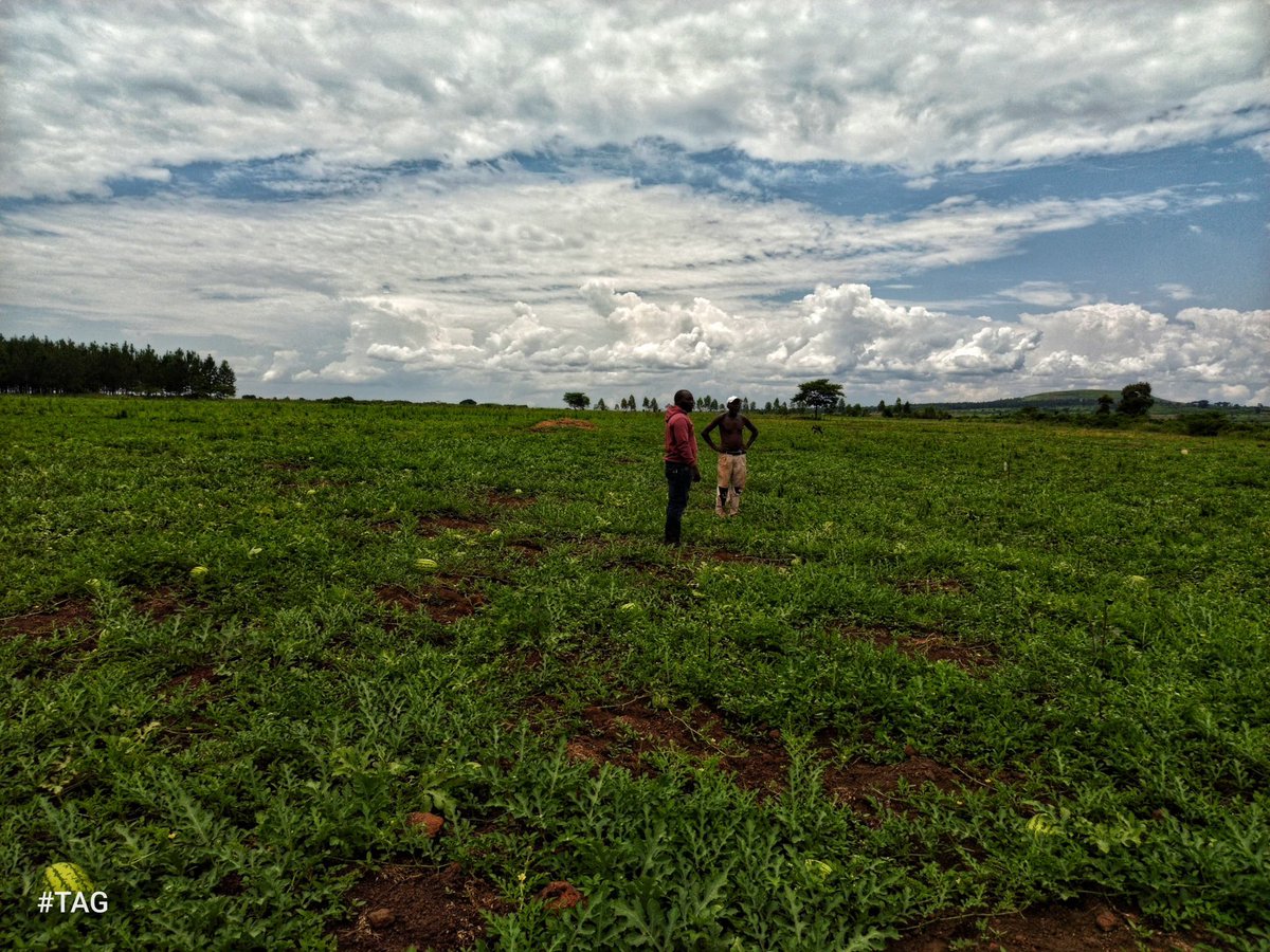 OmiaLtd's tweet photo. We made a follow up visit to Abbus Lumago's Watermelon Garden in Kigumba Town Council #Kiryadongo District on the effectiveness of pheromones traps in disrupting destruction of fruits by fruit flies.
During the visit,we evaluated the performance of the traps and the results were promising with significant improvements in pests control.
We encouraged mulching under the fruits ๐ to minimize fruit damages!
#farmersfirst