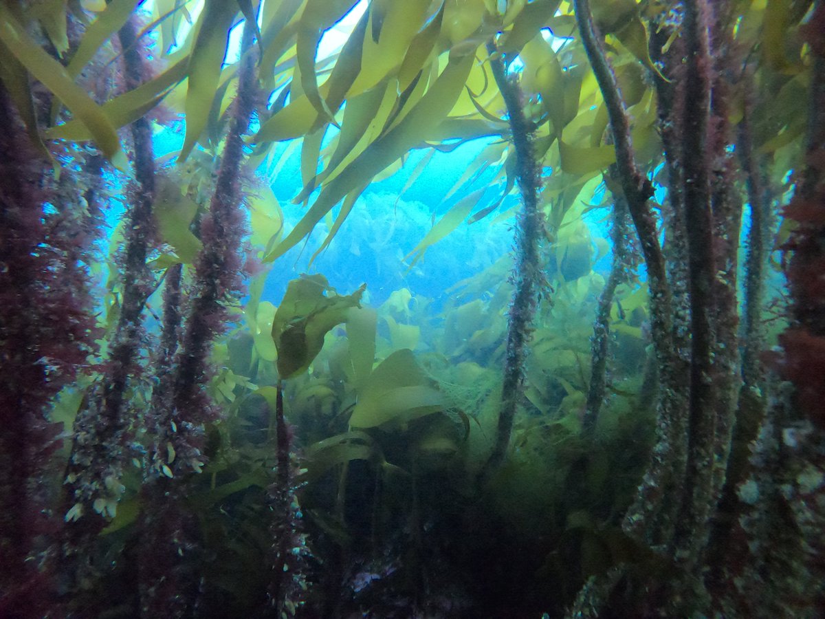 Thomas Wernberg (@twernberg) on Twitter photo Successful #conservation and management of #kelp forests requires more ambitious use of international law - our new interdisciplinary paper led by law Prof Erika Techera. onlinelibrary.wiley.com/doi/10.1111/re…
<a href="/JurgenValckena1/">Jurgen Valckenaere</a> <a href="/Filbeek/">Karen Filbee-Dexter</a> <a href="/UWAresearch/">UWA Research</a> <a href="/uwaoceans/">UWA Oceans Institute</a> @NBFNetwork <a href="/Havforskningen/">Havforskningsinstituttet</a> Successful #conservation and management of #kelp forests requires more ambitious use of international law - our new interdisciplinary paper led by law Prof Erika Techera. onlinelibrary.wiley.com/doi/10.1111/re…
<a href="/JurgenValckena1/">Jurgen Valckenaere</a> <a href="/Filbeek/">Karen Filbee-Dexter</a> <a href="/UWAresearch/">UWA Research</a> <a href="/uwaoceans/">UWA Oceans Institute</a> @NBFNetwork <a href="/Havforskningen/">Havforskningsinstituttet</a>