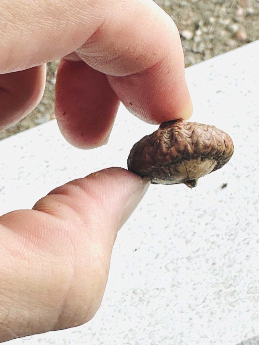 ben_edlund tweet media