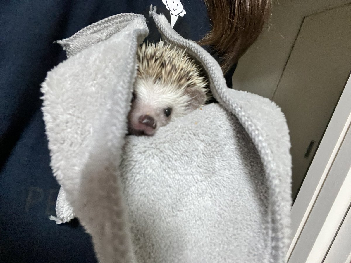 タオルに包まれ移送されるハリネズミ