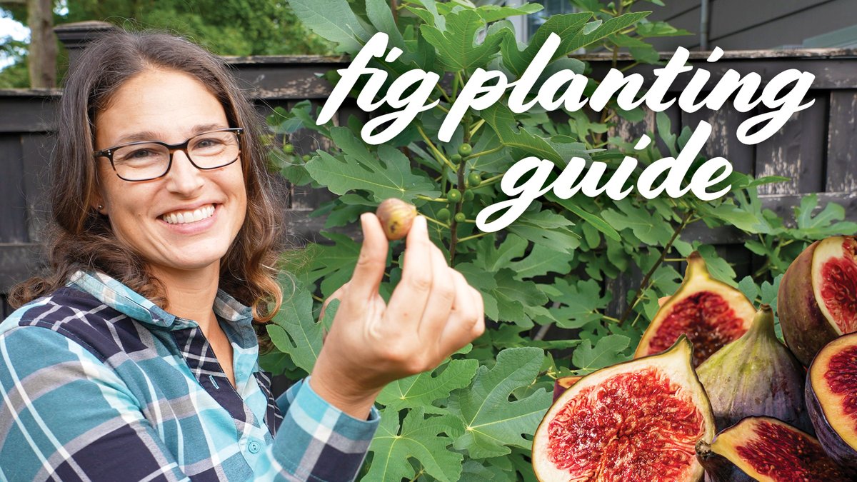 askresprout's tweet photo. Fall is perfect for #figplanting! Figs are easy to grow and hard to find fresh in stores, making them great for your garden. Watch my video for tips on planting, soil, spacing, and more. Shoutout to @starkbros for top-notch #fruittrees! #frontyardgarden https://t.co/fL7B7KhUzW https://t.co/dU6z1NQ318