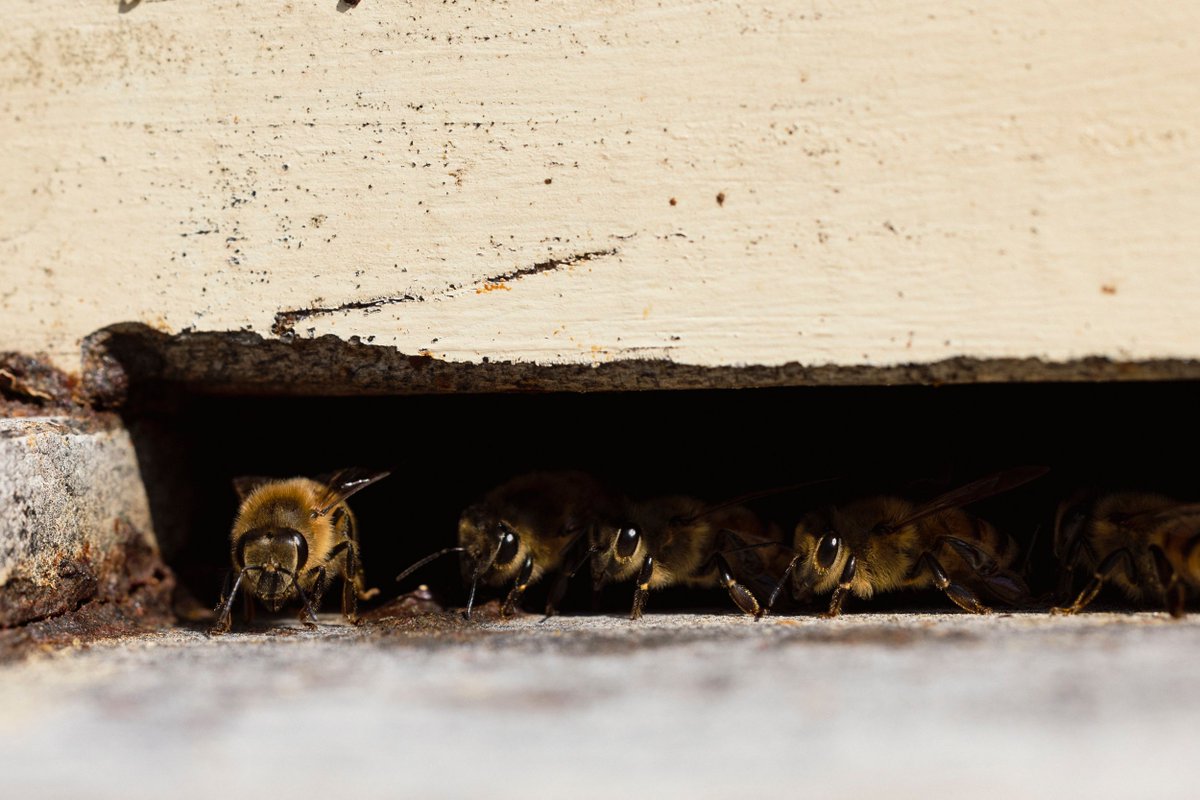 Peek-a-boo! Ever get the feeling you’re being watched by a hundred tiny eyes? 🐝👀🐝👀🐝