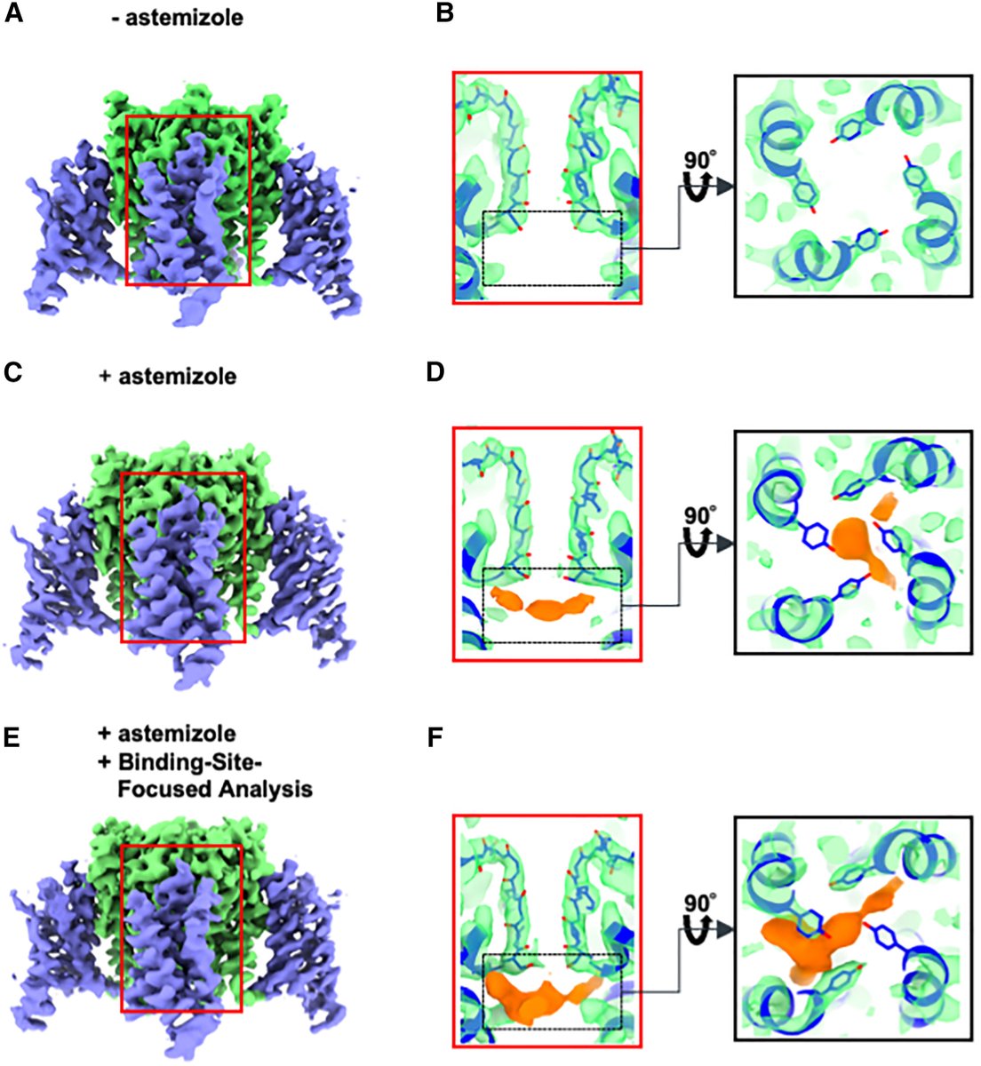 Improved higher resolution cryo-EM structures reveal the binding modes of hERG channel inhibitors | Structure 

cell.com/structure/full…