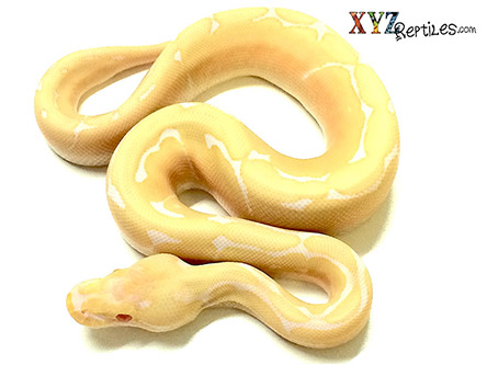 XYZReptiles's tweet image. 🐍 8 New Baby Ball Python Morphs Available - mailchi.mp/xyzreptiles/hi… #XYZReptiles #BallPython #BabyBallPython #BallPythonMorph #PythonRegius #RoyalPython #Snake #SnakeLife #Pets #Reptiles  #ReptileLover