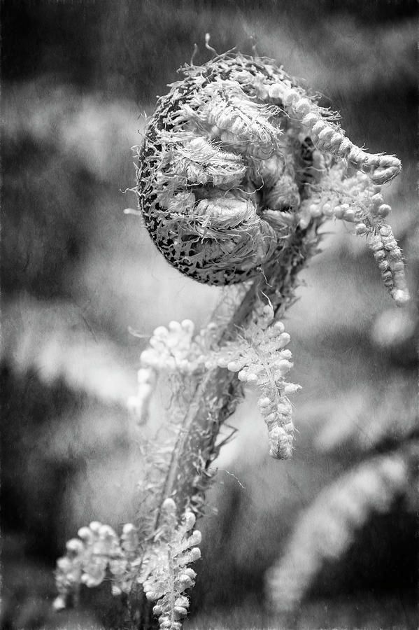 joancarroll's tweet photo. New Zealand Fiddlehead Bw https://t.co/nPeMY3E2yp #blackandwhite #blackandwhitephotography #fern #frond #newzealand #symbol @joancarroll https://t.co/UFpQimZYiP