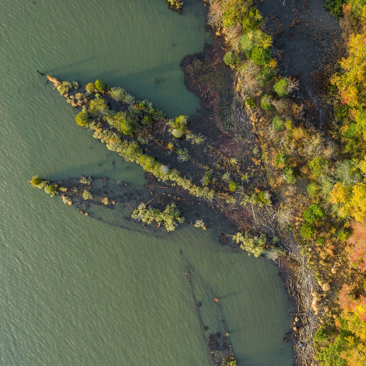 marinesanctuary's tweet photo. They might be called national marine sanctuaries...but #DidYouKnow they aren't ONLY in the ocean?
#MallowsBay-Potomac River National Marine Sanctuary is located in a major tributary of the #ChesapeakeBay, the largest #estuary in the U.S. https://t.co/k1m5w2jNcR #EstuariesWeek https://t.co/Z6OELon3AY